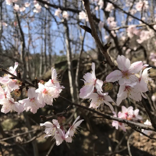 春意盎然的时节，信阳灵山风景区开启赏樱专线