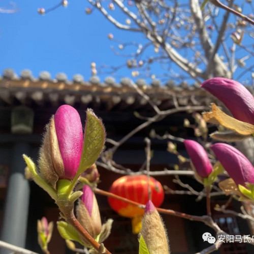 为迎接女神节，安阳马氏庄园推出优惠活动