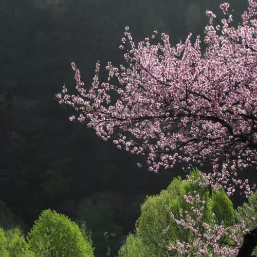 太行大峡谷的春天已渐次拉开帷幕