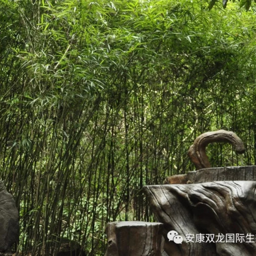 陕西安康双龙景区将于2021年3月17日恢复开园接待