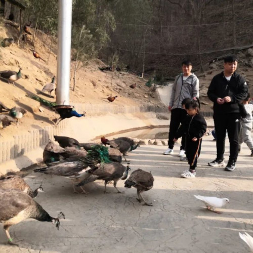 美好春光里，来栾川竹海野生动物园留下旅行足迹