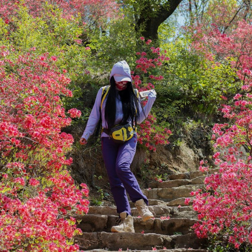 满山漫红醉春风！鲁山县诗景龙潭峡第五届杜鹃花节即将盛大开幕
