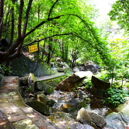 诗景龙潭峡杜鹃花怒放以待，邀你来赏，不负这一场盛世春光