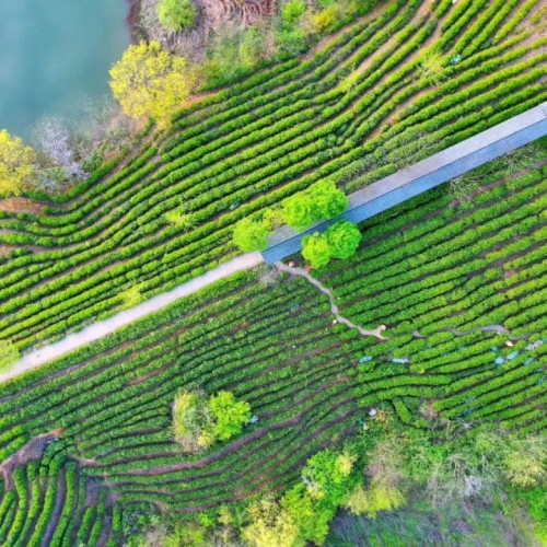 南湾湖景区通过网络直播向大众展示旖旎风景