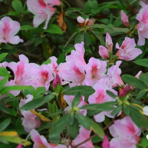 缤纷五月，尧山·杜鹃花海节诗意绽放