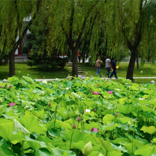 奇趣凉爽、风情万种的芙蓉湖之景等您来赏