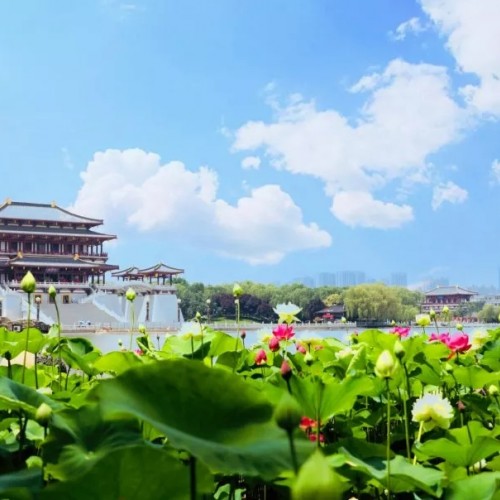 大唐芙蓉园环水而建，园林连绵，也是避暑好地方