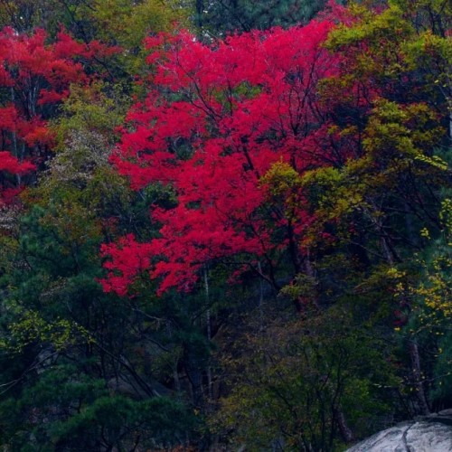 尧山景区面向全国游客免门票，尧山索道八折优惠