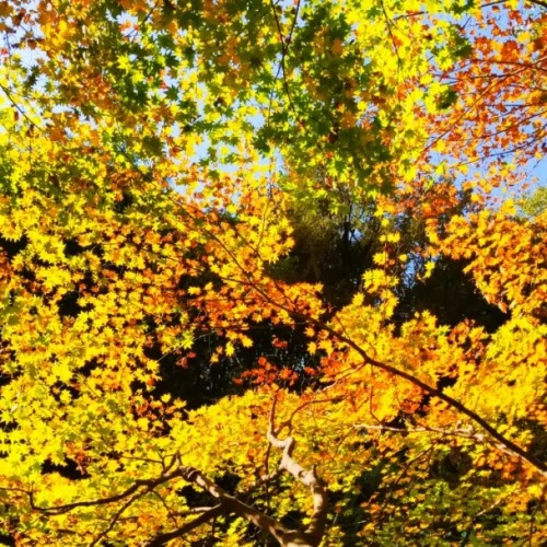 一幅秋高气爽的《金丝秋景图》徐徐地展现在人们眼前