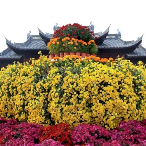 朱仙镇启封故园花潮似锦，秋高气爽，正是赏菊好时节