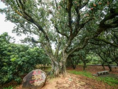 根子荔枝文化旅游区导游词