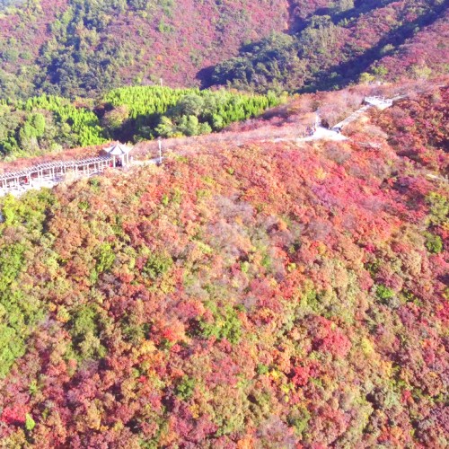 来竹林长寿山赏漫山红叶，给秋天留一个诗意的尾声