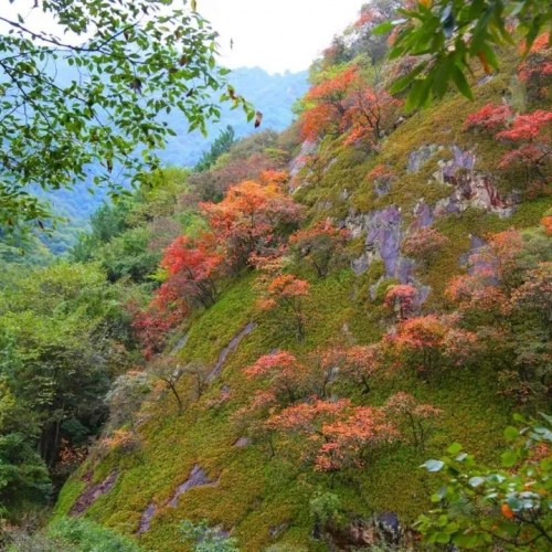 老君山景区红叶迎来游客观赏高峰期