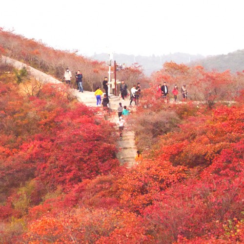 竹林长寿山景区疫情防控最新公告